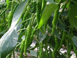 中農共信有機瓜菜工廠加盟費用解析