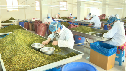 【鄉(xiāng)村行·看振興】高臺 脫水蔬菜走俏國際市場，特色產(chǎn)業(yè)賦能鄉(xiāng)村振興