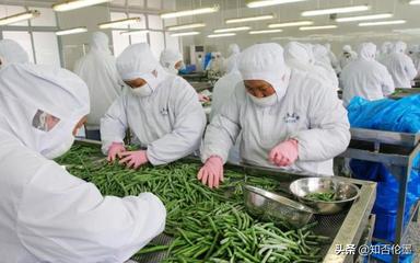 農村辦廠新機遇 精選蔬菜深加工項目，開啟致富快車道