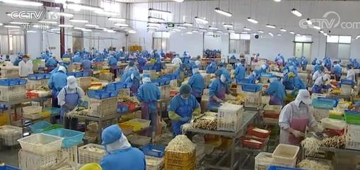 拓市場(chǎng)穩(wěn)訂單，我國(guó)蔬菜出口逐步回暖